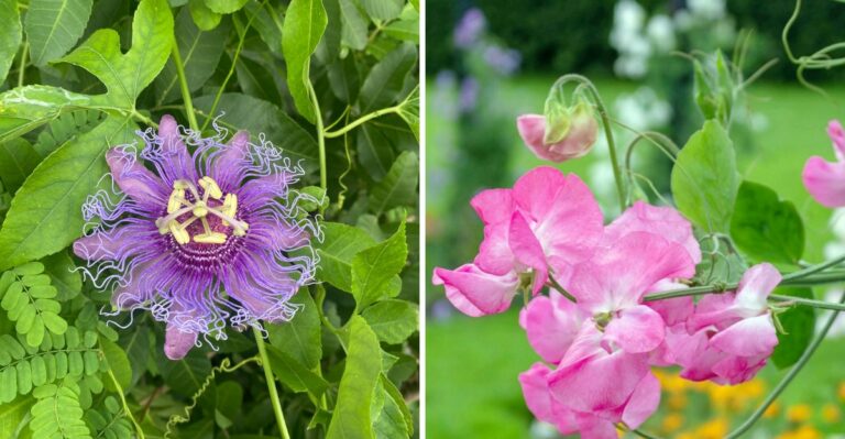 8 Vines That Won’t Damage Fences Or Walls In California