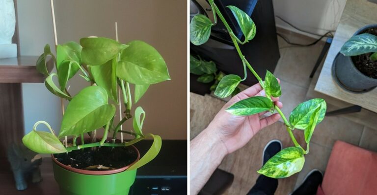 Why California Pothos Vines Develop Small Leaves (And How To Fix It)