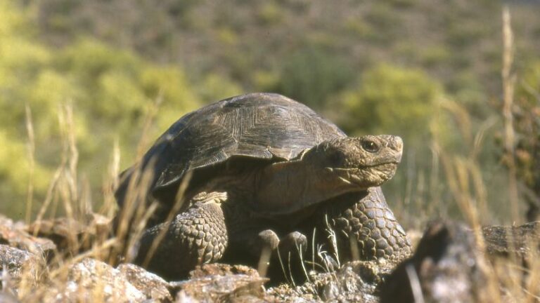 What It Means When A Desert Tortoise Wanders Into Your Arizona Garden