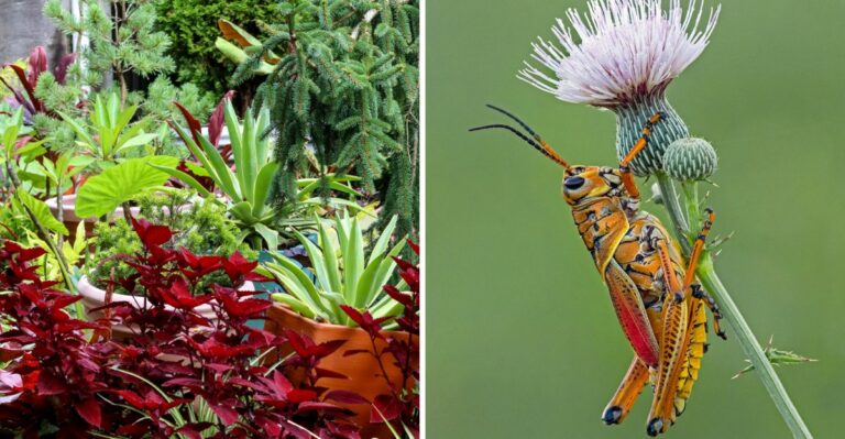 A Giant Yellow And Black Grasshopper Is Eating Through Mississippi Gardens Before First Frost