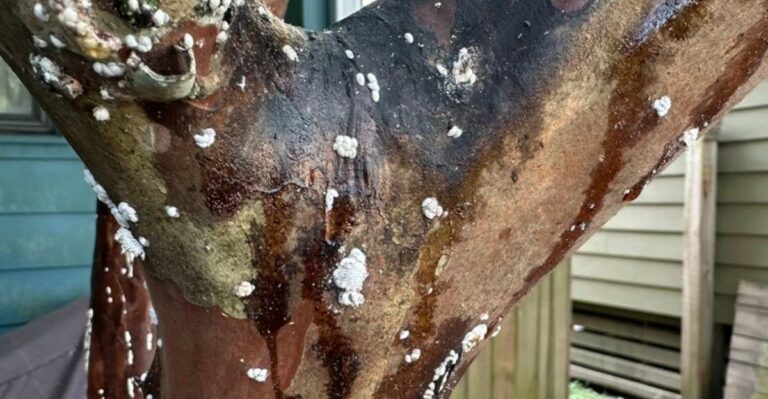 The Early Crape Myrtle Bark Scale Sign Florida Homeowners Should Watch For This September