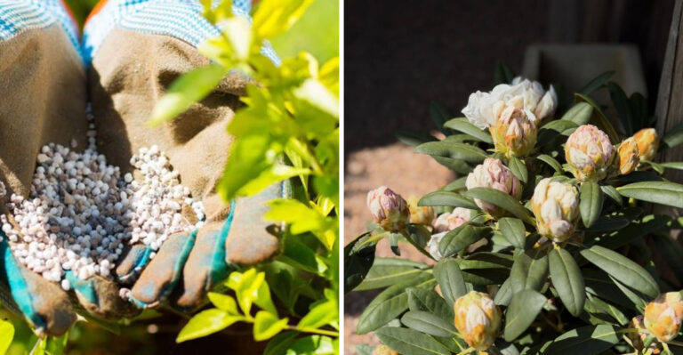 Georgia Gardeners Should Stop Fertilizing These Plants Before Fall Sets In