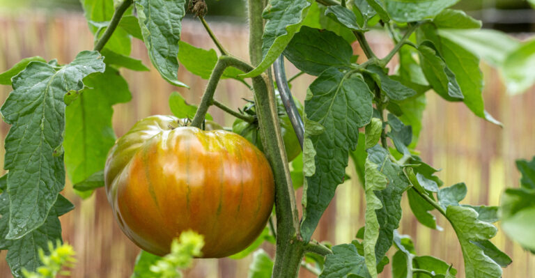 Tomato slightly green