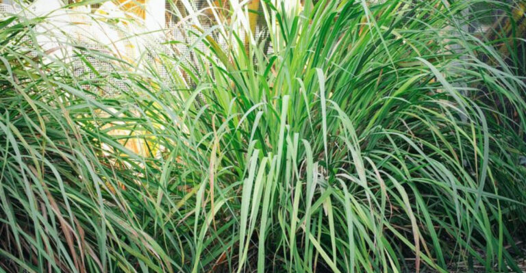 The One Thing North Carolina Lemongrass Needs Before September Ends
