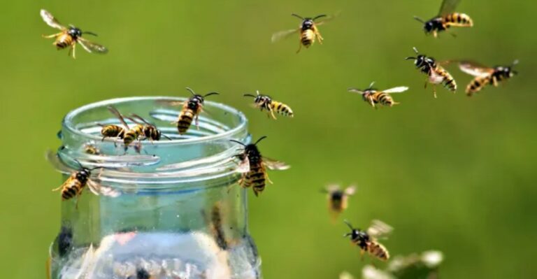 Something Is Bringing Indiana Yellowjackets To Every Outdoor Meal This Month