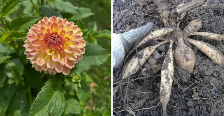 What Georgia Dahlias Need As Temperatures Begin To Cool This Fall