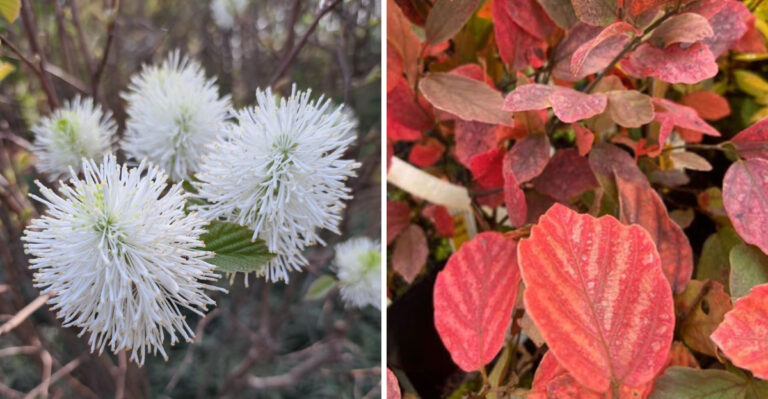 This North Carolina Native Shrub Gives You Fall Color Without The Burning Bush Problem