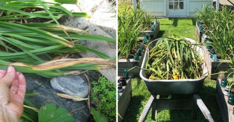How To Cut Back Michigan Daylilies Now For A Cleaner Fall Display