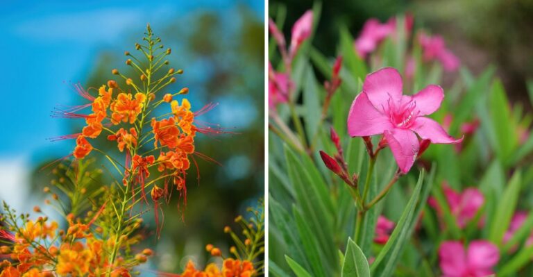 These Flowering Shurbs Outshine Hydrangeas In Texas Gardens