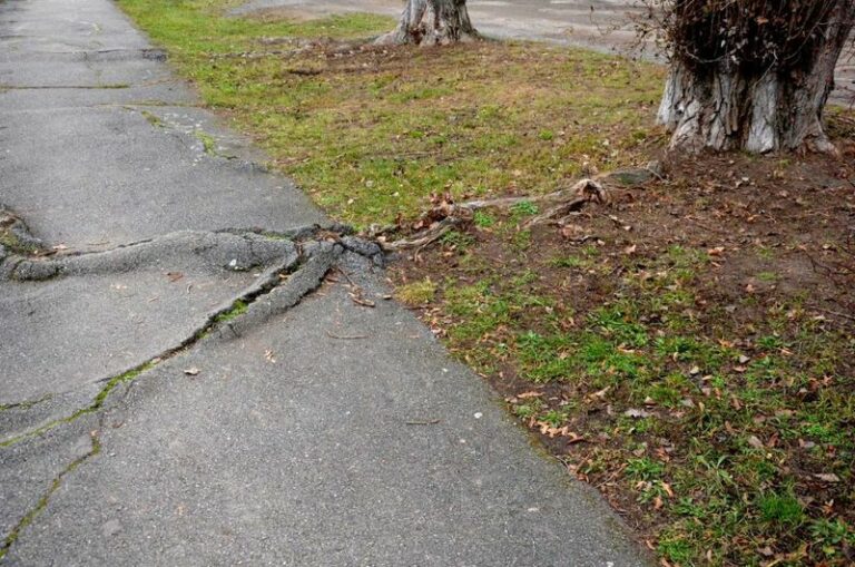 That maple root is heaving your neighbor’s driveway — who pays for it under Oregon law?