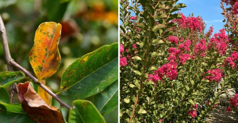 The Crepe Myrtle Leaf Problem Texas Homeowners Often Notice Right As September Begins