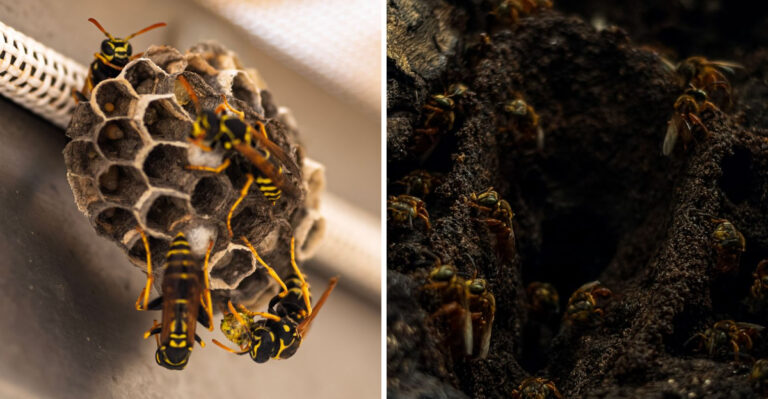 8 Reasons Alabama Yellow Jackets Are Turning More Aggressive This September