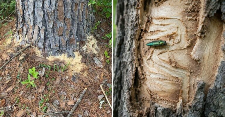 A Pile Of Sawdust At A Maryland Tree Base Points To Something Above It