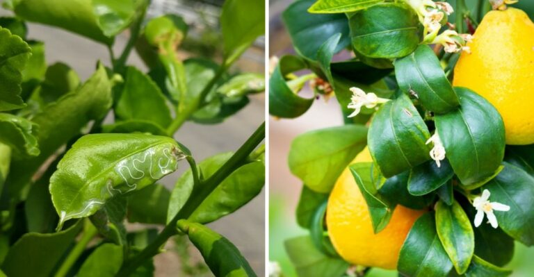 What It Means When California Citrus Leaves Start Curling In Early Fall