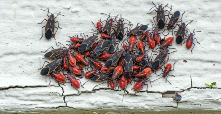 Why Boxelder Bugs Swarm The Sunny Side Of Pennsylvania Homes In Fall