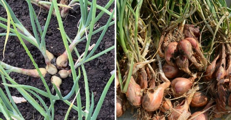The Secret To Planting North Carolina Shallots In October For A Bigger Summer Harvest