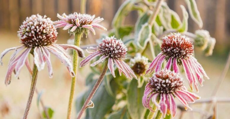 Missouri Wildflower Seeds Need Winter Cold Before They Sprout In Spring