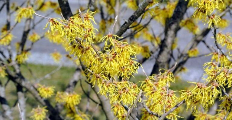 The One Thing You Must Do To Michigan Witch Hazel Before September Ends
