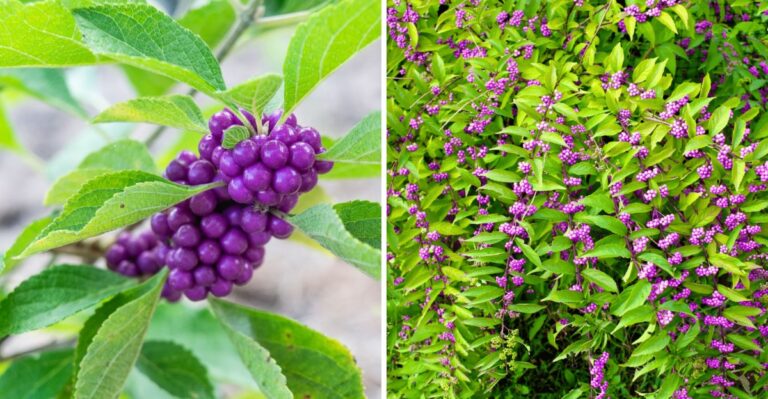 This Plant Is Worth Knowing If You Find It Growing Near Your Texas Yard