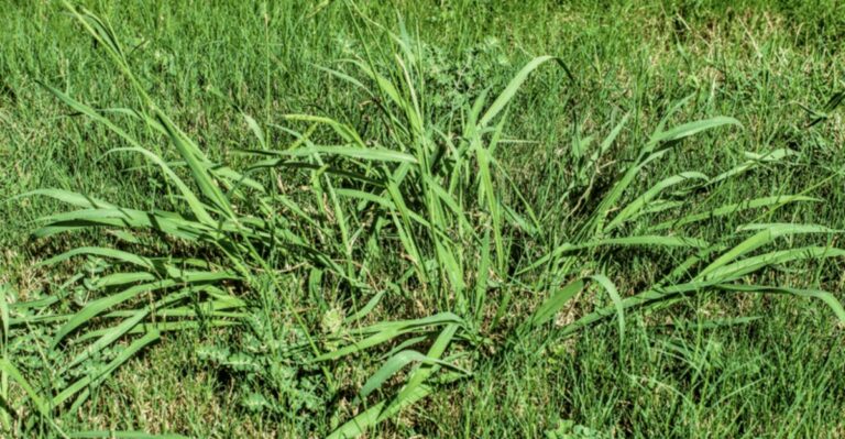 Why Crabgrass Takes Over Your Lawn At The End Of Summer