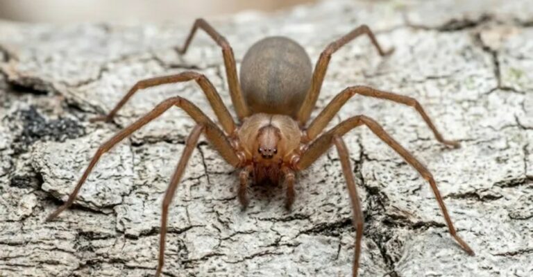 What To Do If You Find A Brown Recluse In Your Texas Garden In September
