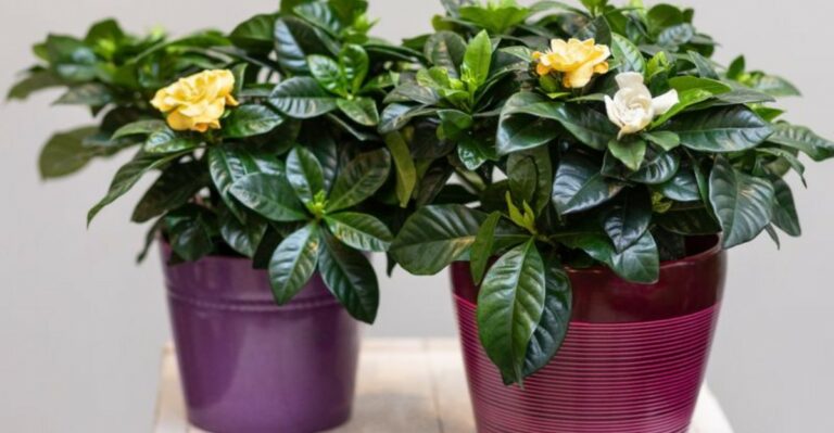 What To Do With Potted Gardenias Before Ohio Nights Turn Cold