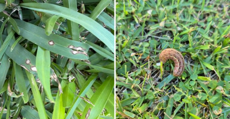 The September Lawn Caterpillar Florida Homeowners Often Notice After The Damage Is Done
