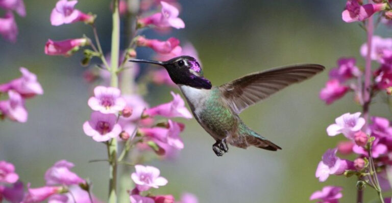 What To Plant For Oregon Hummingbirds Instead Of Relying Only On Feeders