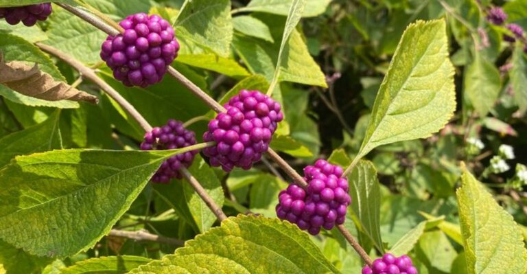 Georgia Native Plants That Barely Need Water Once They’re Established