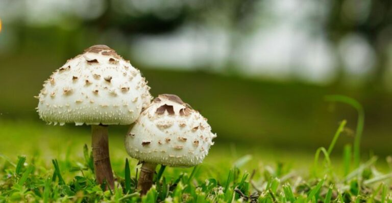 two white mushrooms on a lawn