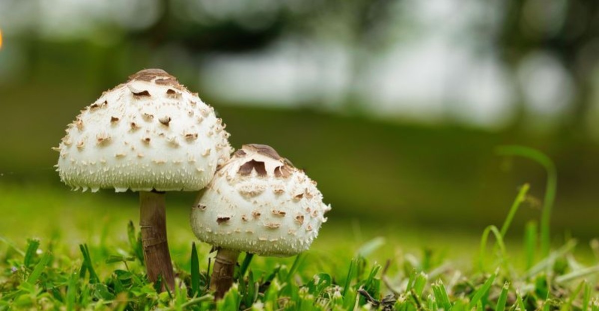 two white mushrooms on a lawn