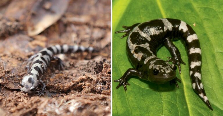 A Rarely Seen New Jersey Creature Is Laying Eggs Where There Is No Water Yet