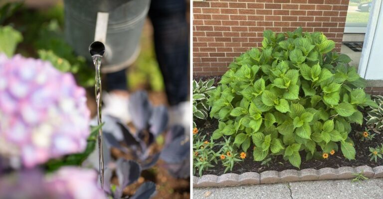 The Hydrangea Watering Habit That Causes Fewer Flowers