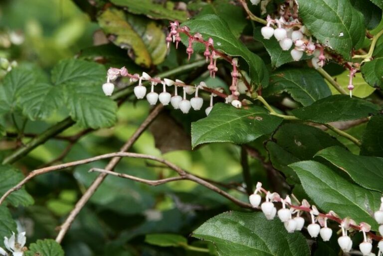 6 native Oregon shrubs that hand the birds free shelter through a soggy winter