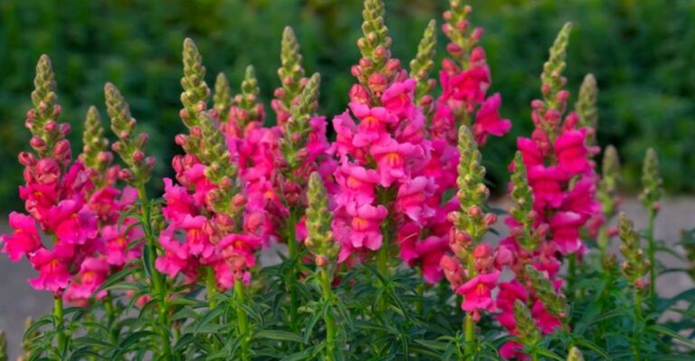 What To Do With Snapdragons In Pennsylvania When Summer Heat Finally Breaks