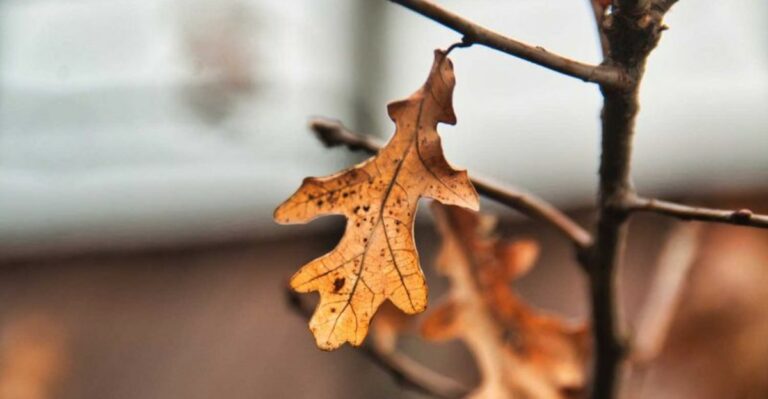 Some Missouri Trees Turned Color Weeks Ahead Of Schedule This Year