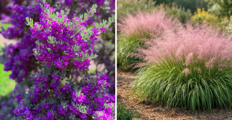 texas sage and gulf muhly