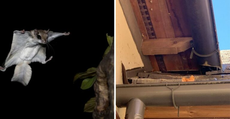 What It Means When Flying Squirrels Are Active In Your Ohio Attic At Night