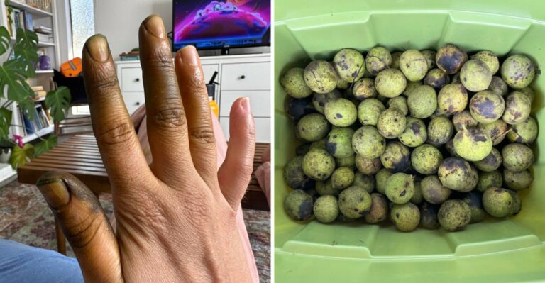 Green Balls Dropping In Indiana Yards Leave Stains That Soap Barely Touches