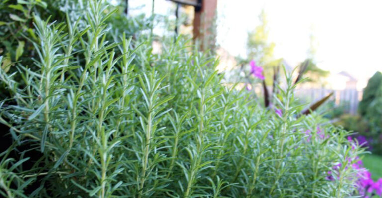 What Georgia Rosemary Needs This Fall Before Winter Cold Arrives
