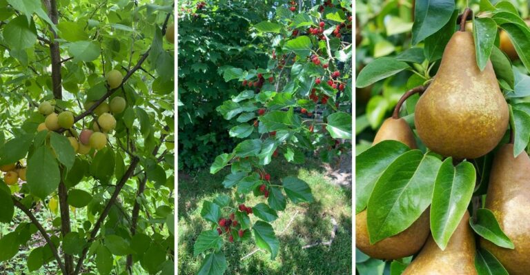9 Fruit Trees That Thrive In New York Heavy Clay For Decades Of Harvests