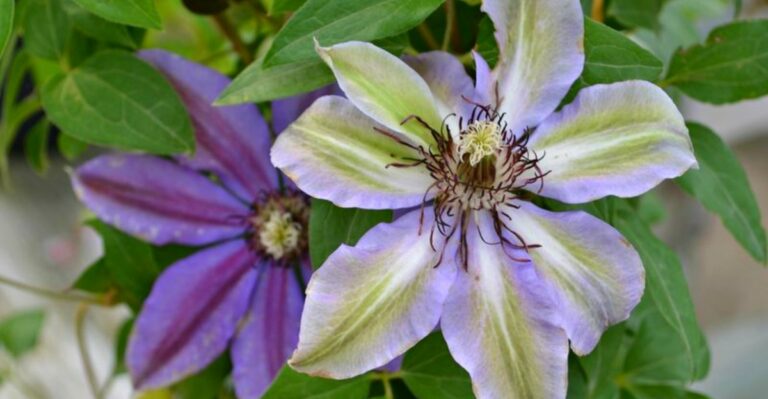 The Oregon Clematis Mistake That Stops Flowers From Returning
