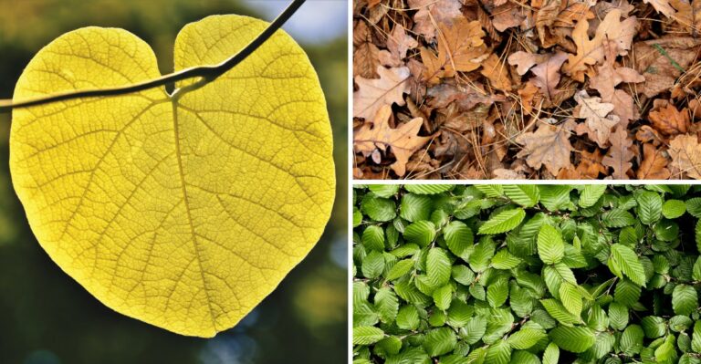 9 Virginia Leaves That Make The Best Leaf Mould Over Winter