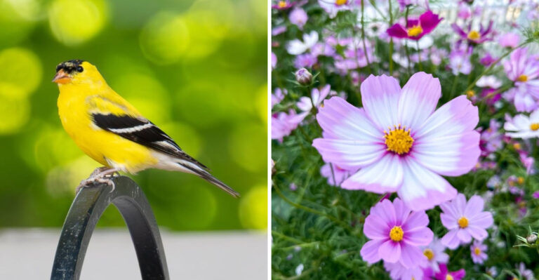 American Goldfinches Used To Stop In Georgia Yards Every Summer (Here Is What Brings Them Back)
