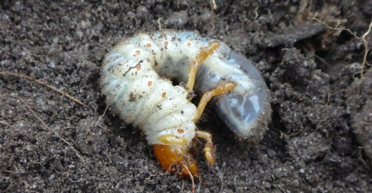 Sections Of Indiana Lawns Are Peeling Back Like Carpet, And Something Below Is Responsible