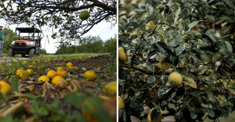 Why Louisiana Citrus Trees Are Dropping Fruit Early This September