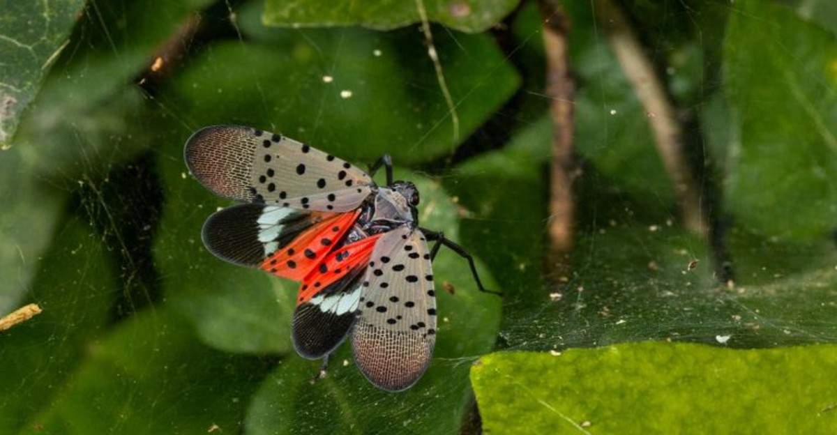 close-up of a spotted lanternfly