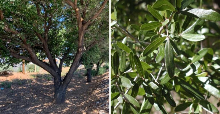 The Small Texas Oak That Fits Residential Lots Perfectly And Creates Summer Shade