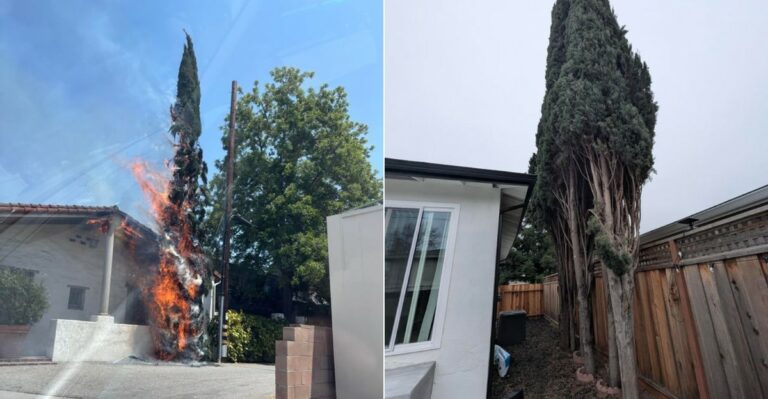 Why Italian Cypress Is A Bigger Fire Risk Than Most California Homeowners Realize