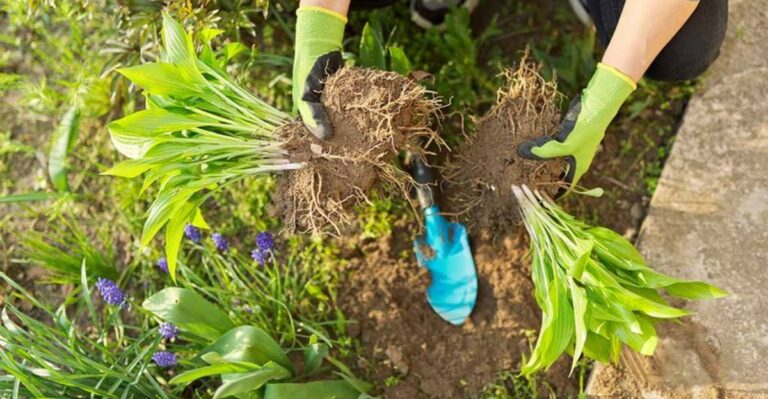Missouri Gardeners Are Splitting Hostas While The Soil Still Holds Summer Warmth
